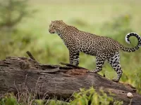 Quebra-cabeça Dangerous Leopard