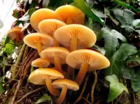 Bulmaca Honey mushrooms