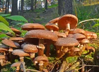 Quebra-cabeça Honey mushrooms