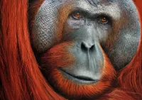 Quebra-cabeça Orangutan