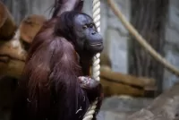 Zagadka orangutangs