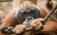 Quebra-cabeça Orangutan become sad