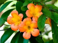 Quebra-cabeça Orange beauty