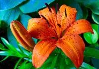 Quebra-cabeça Orange Lily