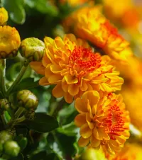 Jigsaw Puzzle Orange chrysanthemums