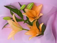 Quebra-cabeça Orange lilies