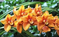 Пазл Оранжевые орхидеи
