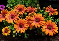 Rompicapo Orange daisies