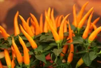 Rätsel Orange pepper