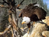 Rompecabezas Eagle