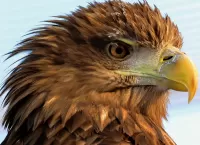 Zagadka Eagle