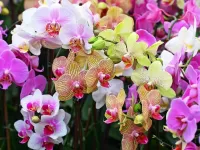 Jigsaw Puzzle Orchids 1