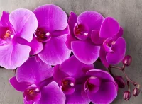Jigsaw Puzzle orchids