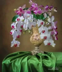 Zagadka Orchids
