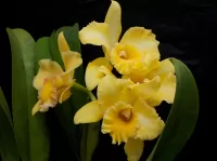 Rompecabezas Orchids