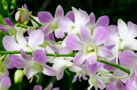 Zagadka Orchids