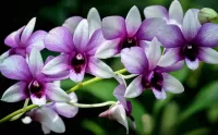パズル Orchids