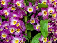 Jigsaw Puzzle orchids