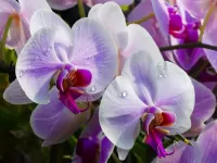 Puzzle orchids