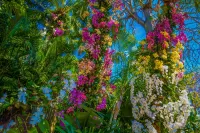 Jigsaw Puzzle Orchids and palms