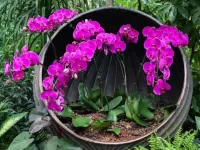 Quebra-cabeça Orhidei v gorshochke
