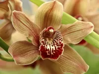 Пазл Орхидея 1