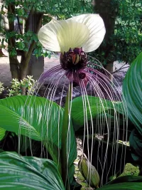 Пазл Орхидея