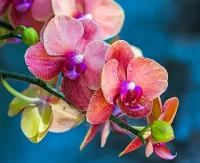 Jigsaw Puzzle Orchid