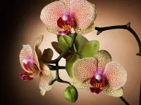Puzzle Orhideya