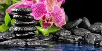Rompecabezas orhideya
