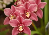Слагалица Orchid