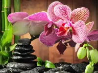 Пазл Орхидея и бамбук