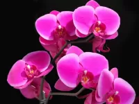 Пазл Орхидея малиновая