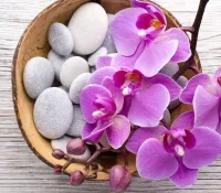 Bulmaca Orchid on pebbles