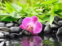Пазл Орхидея у воды