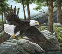 Quebra-cabeça White-tailed eagle
