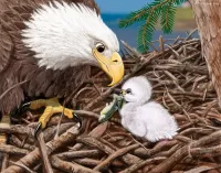 Zagadka Eagle and chick