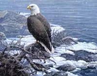 Jigsaw Puzzle Eagle in winter