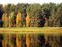 Пазл Осенний лес