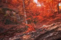 Jigsaw Puzzle Autumn red