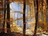 Пазл Осень в лесу
