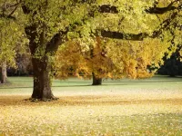 Rompecabezas Autumn tree
