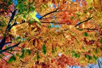 Puzzle Autumn tree