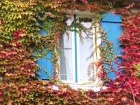 Rompecabezas Autumn window