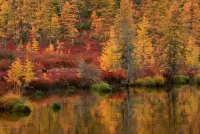 Rompecabezas autumn lake