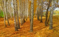 Puzzle Autumn birches