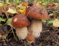 Puzzle autumn mushrooms