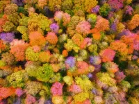 Zagadka Autumn colors