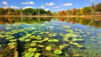 Jigsaw Puzzle autumn water lilies