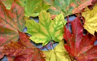 Слагалица Autumn leaves